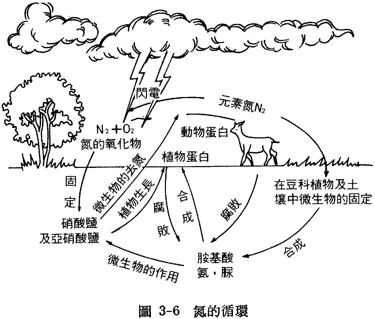 氮的循環