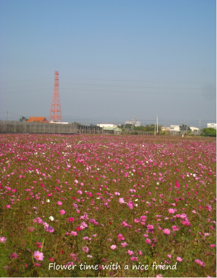 波斯菊花海七.jpg