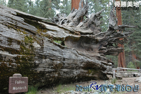 09 RV032 Yosemite Fallen Monarch拷貝.jpg