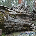 09 RV032 Yosemite Fallen Monarch拷貝.jpg