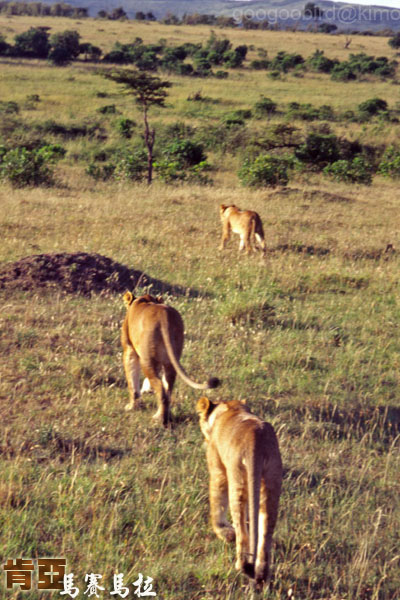Kenya  Masai Mara Lions 01.jpg