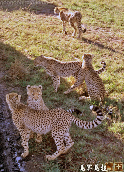 Kenya Masai Mara Cheetahs 01.jpg