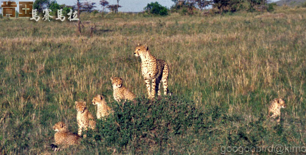 Kenya Masai Mara Cheetahs 02.jpg