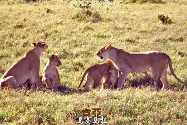 Kenya Masai Mara Lions 01.jpg