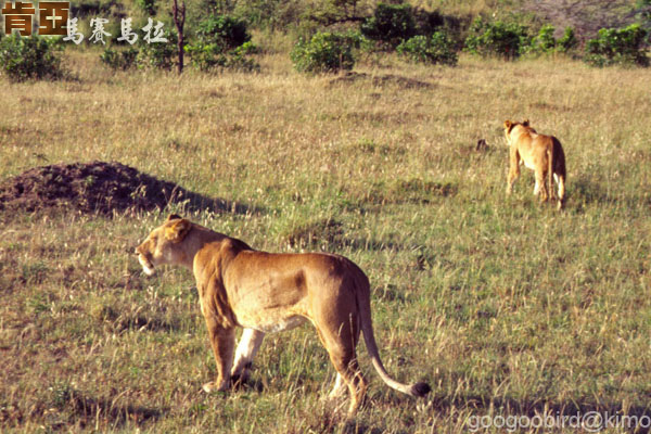 Kenya Masai Mara Lions 02.jpg