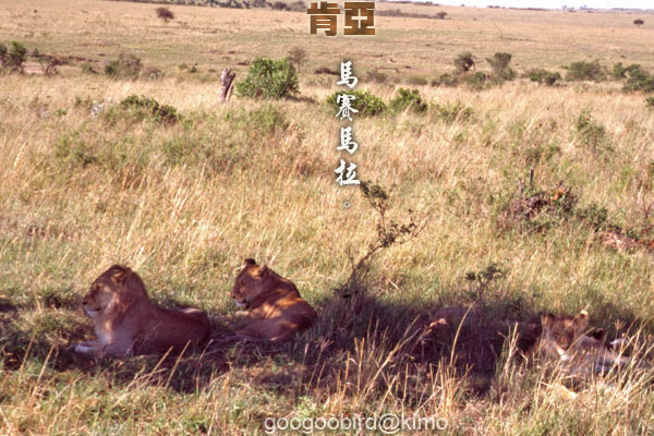 Kenya Masai Mara Lions 03.jpg