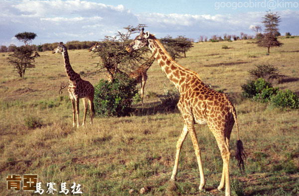 Kenya Masai Mara 長頸鹿.jpg