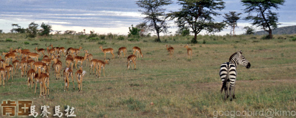 Kenya Masai Mara 斑馬.jpg