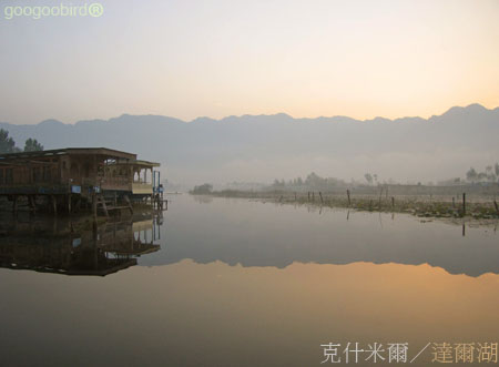 India217 early morning of Dal Lake.jpg