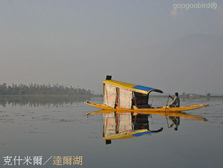 India216 Shikara rowing on Dal Lake.jpg