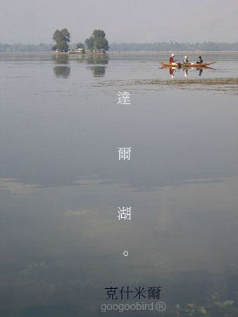 India212 Shikara rowing on Dal Lake.JPG