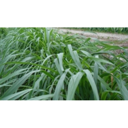 檸檬香茅