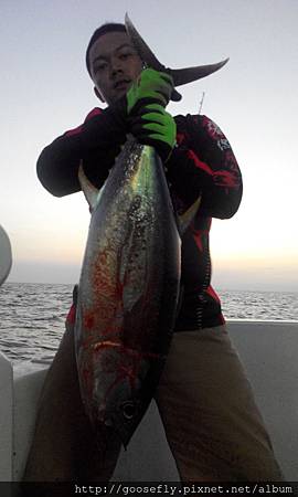 野雁18號黃鰭鮪魚班