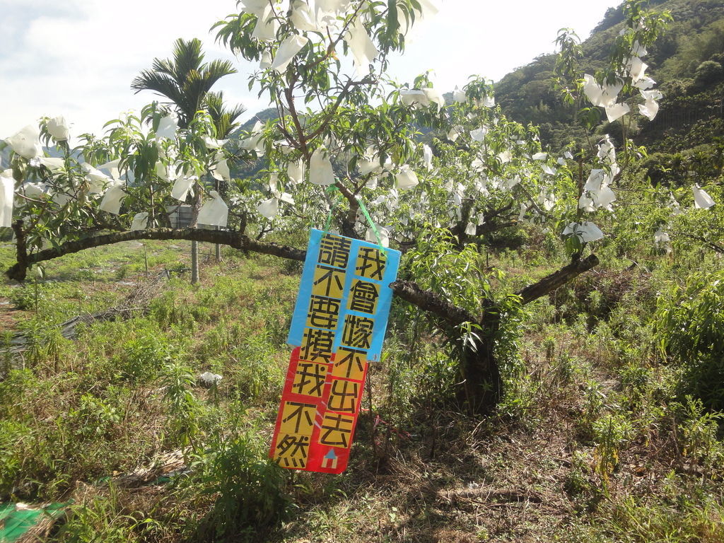 z1 (6)-2.JPG z1 (6)-2.JPG