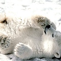Baby_Polar_Bear-.jpg