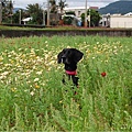 調整大小DSC_0441