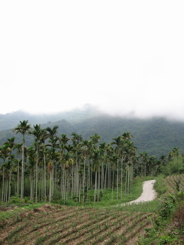 檳榔滿山