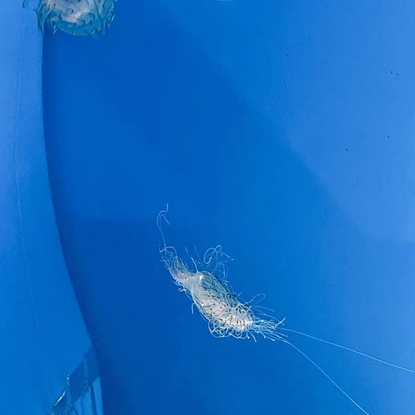 202087_200807_81 202087_200807_81