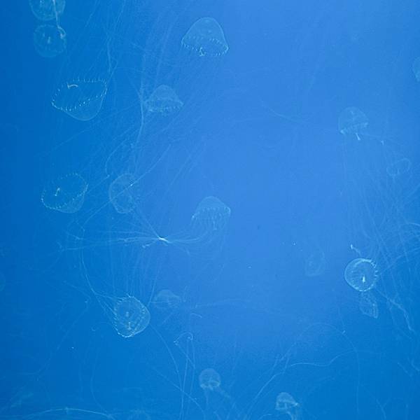 202087_200807_80 202087_200807_80