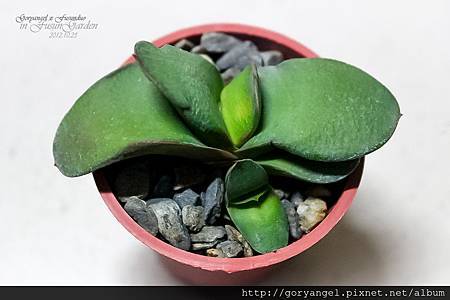 1011023mix恐龍臥牛(L101MixGD-M) 1011023mix恐龍臥牛(L101MixGD-M)