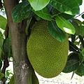 Jackfruit.JPG