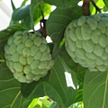 Shakya Fruit.JPG