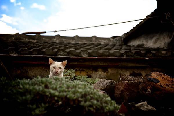 東北角海岸馬崗社區-屋頂上的白貓