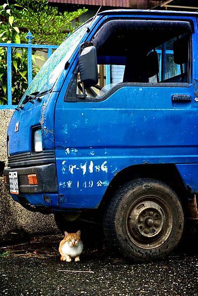 台東東河鄉都蘭村-歷經風霜的貨車與貓