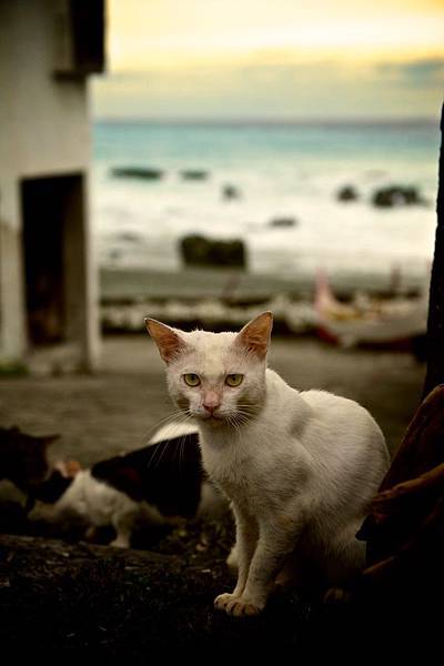 蘭嶼漁人部落-白貓與遠方的拼板舟