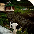  東北角海岸馬崗村-孤獨的在堤防上行走的黑白貓