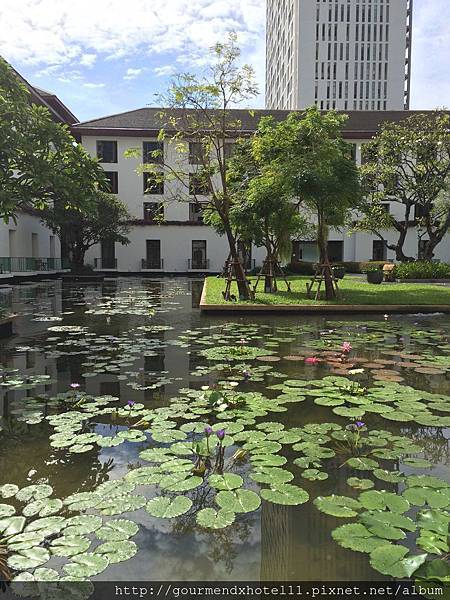 lotus pond