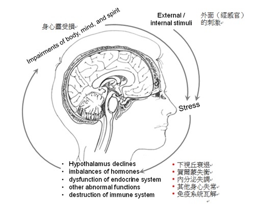 腦部的負向循環