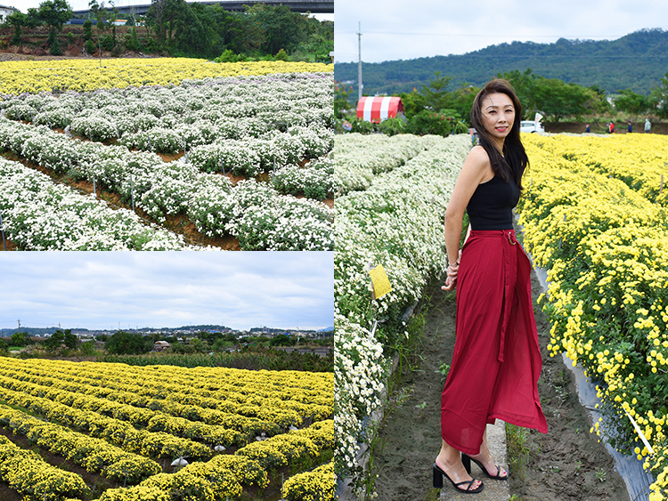 苗栗銅鑼,杭菊花季,杭菊芋頭節,九湖台地,免費接駁巴士,客家小吃,波斯菊,苗栗,銅鑼,杭菊,花海