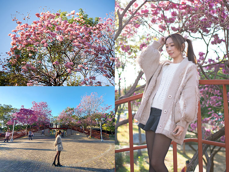 台中市,北屯區,三甲公園,紅花風鈴木,紅橋步道,杉林溪,季節限定,台中,洋紅風鈴木,台中賞