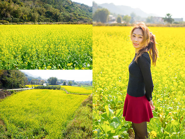 ,新竹,竹北,油菜花田,油菜花,花海,賞花,拍照,打卡,