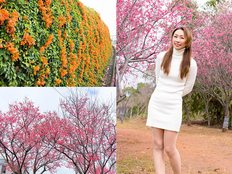 銅鑼炮仗花海公園,炮仗花,櫻花步道,春節,花海,客家美食,觀景台,苗栗,銅鑼,櫻花,賞花