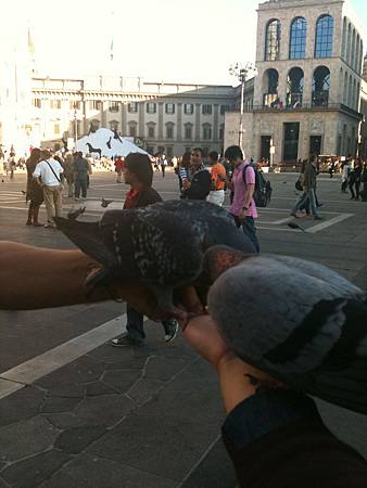 Dove on my hand