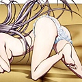 貓  