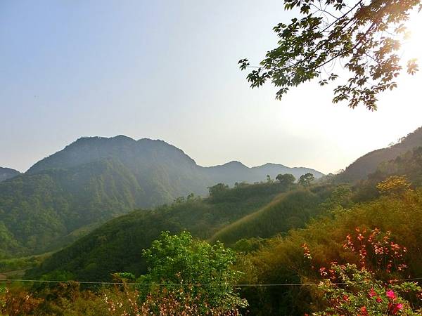 【八五山甜柿森林