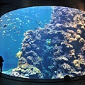 珊瑚王國館-珊瑚礁預覽