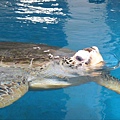 水族實驗中心_2_海龜收容中心為本館執行保育類水生動物救傷與收容業務的主要區域之一，將由解說員帶領民眾認識這些海中遊俠奇妙的生態特性
