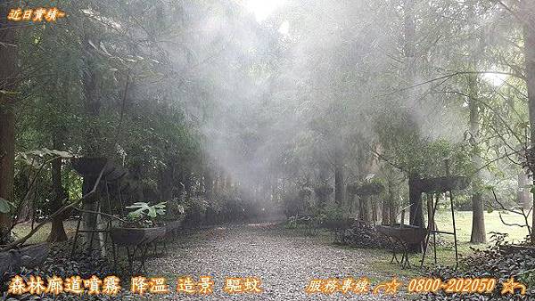 迷霧森林 迷霧森林