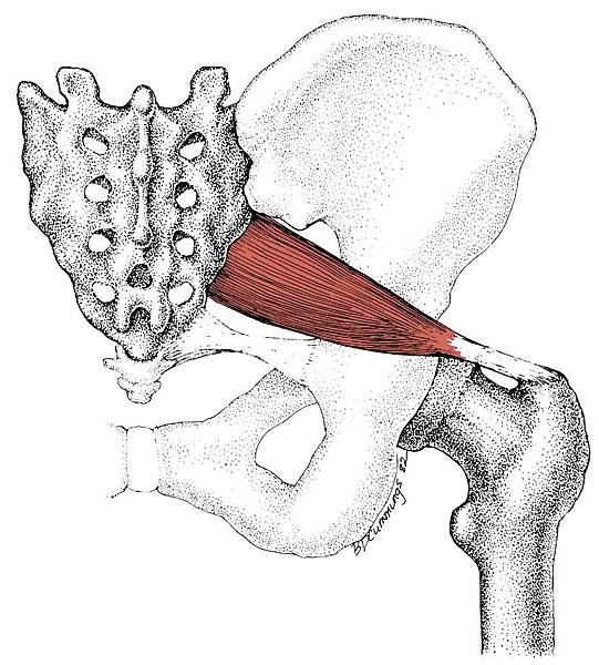piriformis-muscle2ndfavorite6.jpg