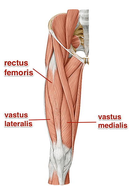 quadriceps_yoga_anatomy.png