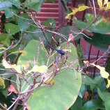 藍紫色蜻蜓