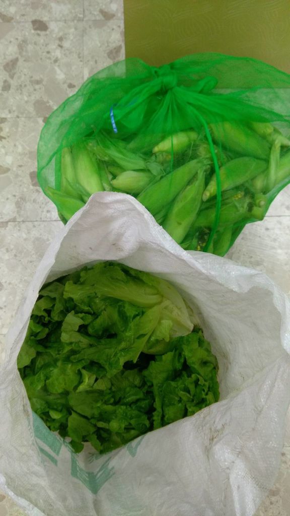 2.23南投善心人士捐贈蔬菜玉米各一袋.jpg 2.23南投善心人士捐贈蔬菜玉米各一袋.jpg