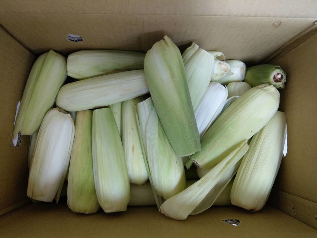 0605天河基金會贈有機糯玉米1箱.jpg 0605天河基金會贈有機糯玉米1箱.jpg
