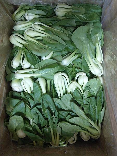 10.22天河教育基金會贈有機菜1箱.jpg 10.22天河教育基金會贈有機菜1箱.jpg