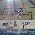 登別尼克斯海洋公園-海豚秀