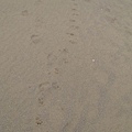 福隆海灘足跡